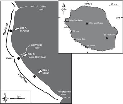 Contribution of the seagrass Syringodium isoetifolium to the metabolic functioning of a tropical reef lagoon